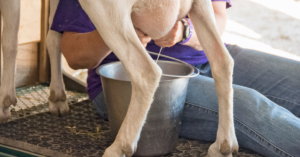 At Amish camp, we had to milk goats. 